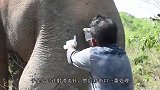 动物园狮子拒绝进食饿成皮包骨，当看到救命恩人后，画面让人感动