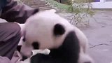 熊猫宝宝：我不要擦脸，我不要擦啦，走开走开！