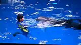 旅游-极地海洋世界海豚表演