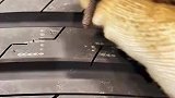 给轮胎扎螺丝钉我也是头回听说