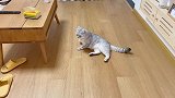 猫咪摔地上碰瓷主人，喵：扶朕起来，朕考虑不挠你