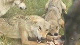 黑狼王和他老婆在进食，别的狼只能看着，这就是现实！