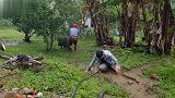 小猪不听话，看猪妈妈是怎么教训的，吓了我一跳！果真是亲妈