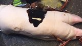 家庭版酱猪蹄教程来啦