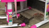之前胆小的狸花猫看到狗狗就跑，经过半个月的磨合显得挺和睦