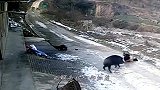 鳄鱼杀入野猪群，被野猪来了个“无影脚”，瞬间就悲剧了