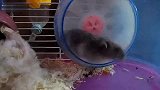 [搞笑]见过这样玩跑轮的仓鼠吗它叫鼠小粒