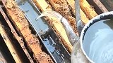 养蜂师傅给蜜蜂喂白糖，一壶糖水就够蜜蜂吃一个月！