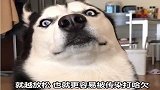 想知道你家狗狗有多爱你吗