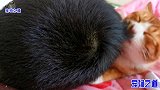 小主人当初抱回来一只小流浪猫，长大后学会了报恩，太暖心了