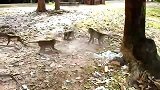 入侵公猴很厉害，打完母猴，打猴王