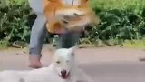主人把玩偶放狗狗身后，吓坏狗狗
