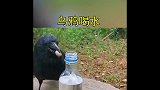 是真的乌鸦喝水的故事.