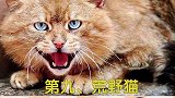世界十大禁养的猫，第一个没人敢养