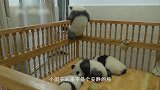 熊猫宝宝越狱，突然感觉背后一凉，原来是奶妈来了