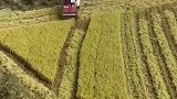 晚稻成熟收割时，收割机不用十分钟，一亩田地的收割就完工了！