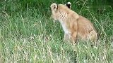 小狮子找妈妈
