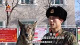 扑咬“坏人” 解救“人质”！直击警犬训练日常
