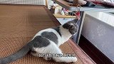 这么调皮的小猫咪，你们见过吗？