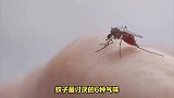 蚊子最讨厌的6种气味
