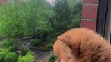 下雨的周末，适合在家撸柴