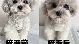 如何拥有一只毛绒绒的泰迪？