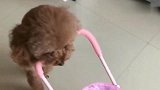 狗宝宝睡在小车里，泰迪妈妈推着小车哄着狗宝，太温馨了
