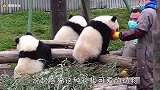 梅妈妈帮熊猫洗澡，一脸享受太可爱了，网友：放开，让我来！