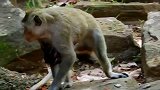小猴子不安分，总以为自己长大了