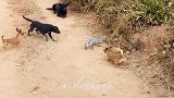 土狗极其嚣张，仗着狗多围攻巨蜥，结果却咬的口吐白沫