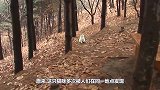 宠物猫被主人抛弃，在原地苦苦等待一年，结局太感人了