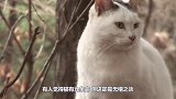 宠物猫被主人抛弃，在原地苦苦等待一年，结局太感人了