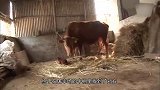 牛妈妈被送入屠宰场，狗狗绝食哭泣，主人的举动暖心了！