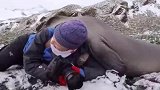 野外摄影师拍摄时被海豹当成枕头
