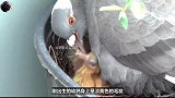 花盆上多出3颗蛋，竟是鸟妈辛苦育儿，善良大叔20多天不敢出阳台