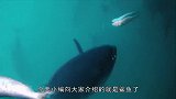 奇葩老外实力作死，下海和鲨鱼近距离接触，结局无法想象