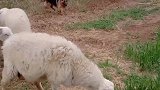 德牧犬阻止羊吃麦苗