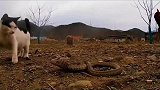 小喵咪对战辣条，有谁知道这是什么辣条？