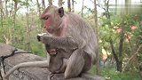 猴子宝宝艾米紧紧抱着猴妈妈，汲取那苦痛以外的温暖