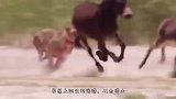 四只雌狮合作捕猎，水牛戳穿狮子肋骨，狮子在痛苦中死去