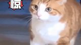 橘猫：当时我害怕极了，腿都软了
