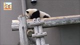 熊猫宝宝睡到一半被吵醒，起来才知咋回事