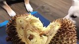 铲屎官给柴犬吃榴莲，看到狗子的反应，铲屎官肠子要悔青了