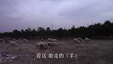 媳妇做了大黑最爱吃的土豆丝，和鸭翅相比，土豆丝才是真爱