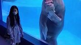 超大海狮可爱吃手手，怎么和长不大的孩子一样