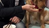 主人说饺子说狗肉做的，聪明的豆豆生起了闷气，真逗