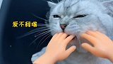 养猫人拥有这个小手手后，撸猫也太快乐了趴