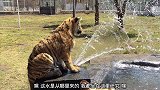 老虎坐在喷水池上玩耍，白虎走过来看了一下结果被打