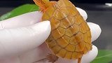 稀少的双基因海南大米金钱龟