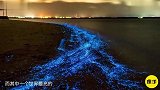 世界上最亮的荧光海全年都会发光，已经存在4个世纪